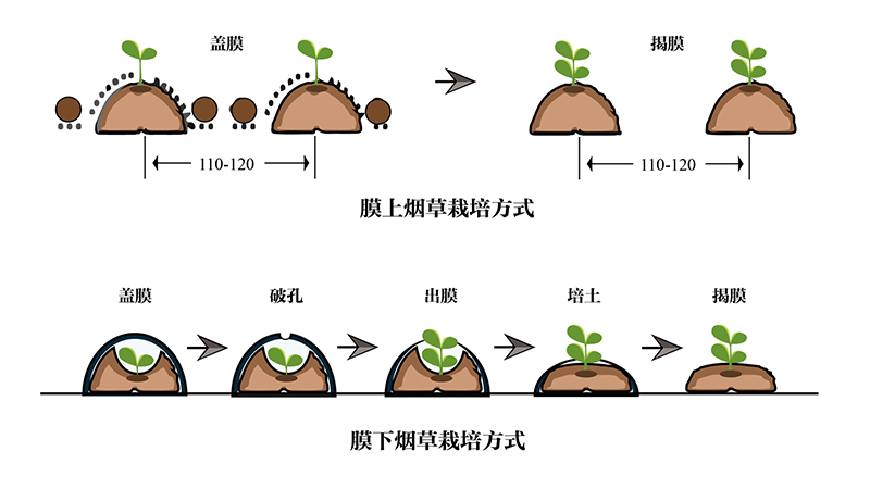 农地膜：农业生产的得力助手